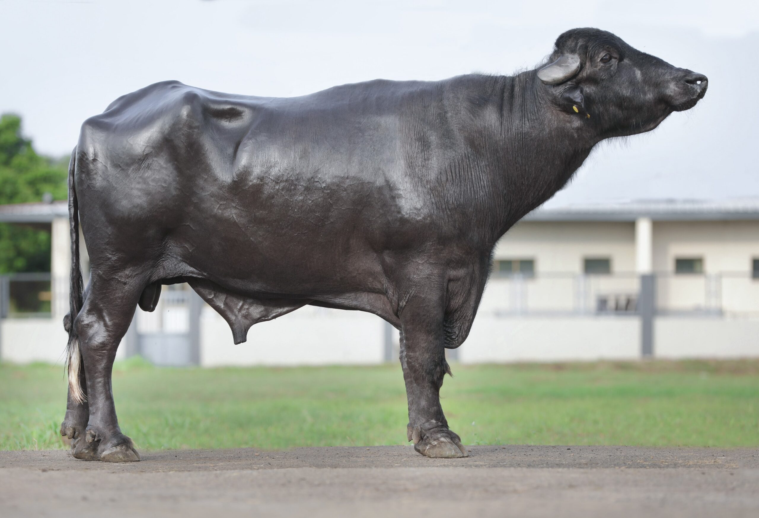 Bull