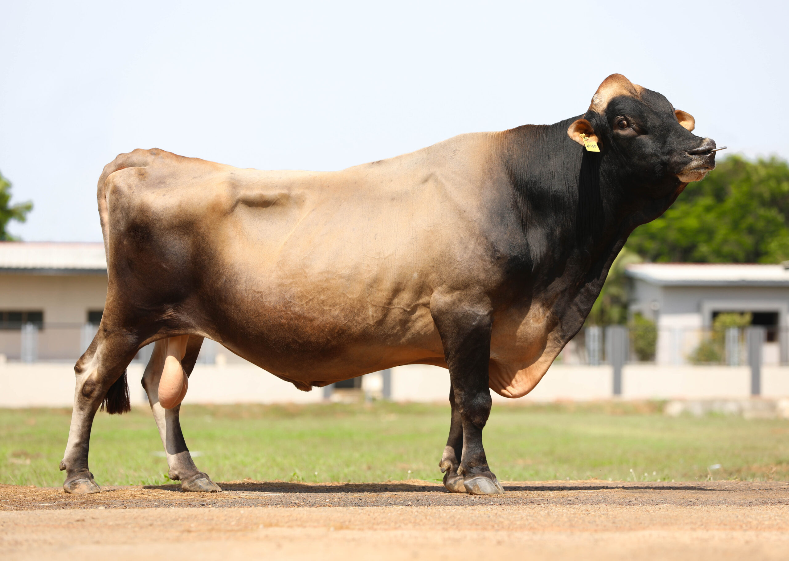 Jersey bull best sale