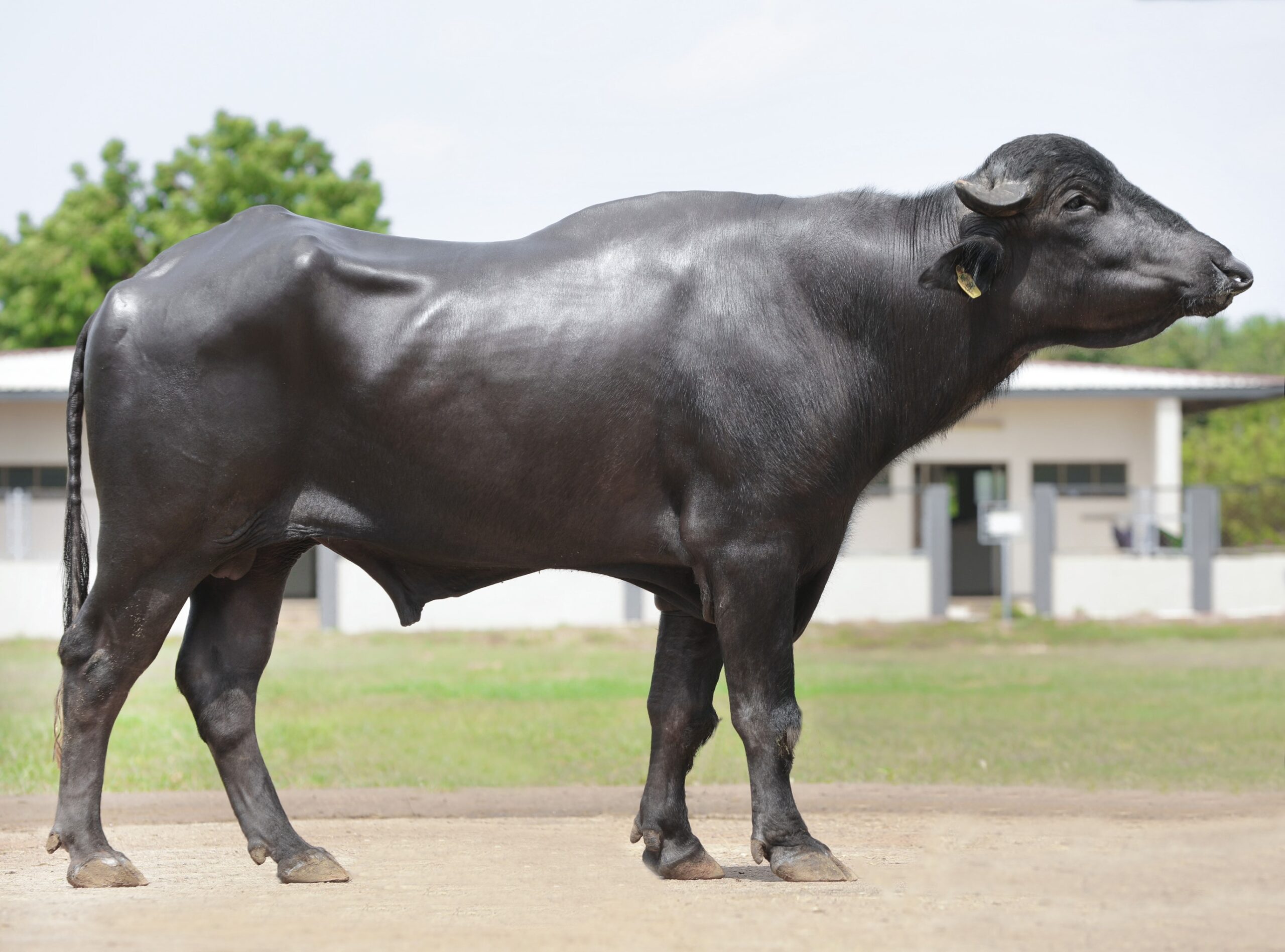 Bull