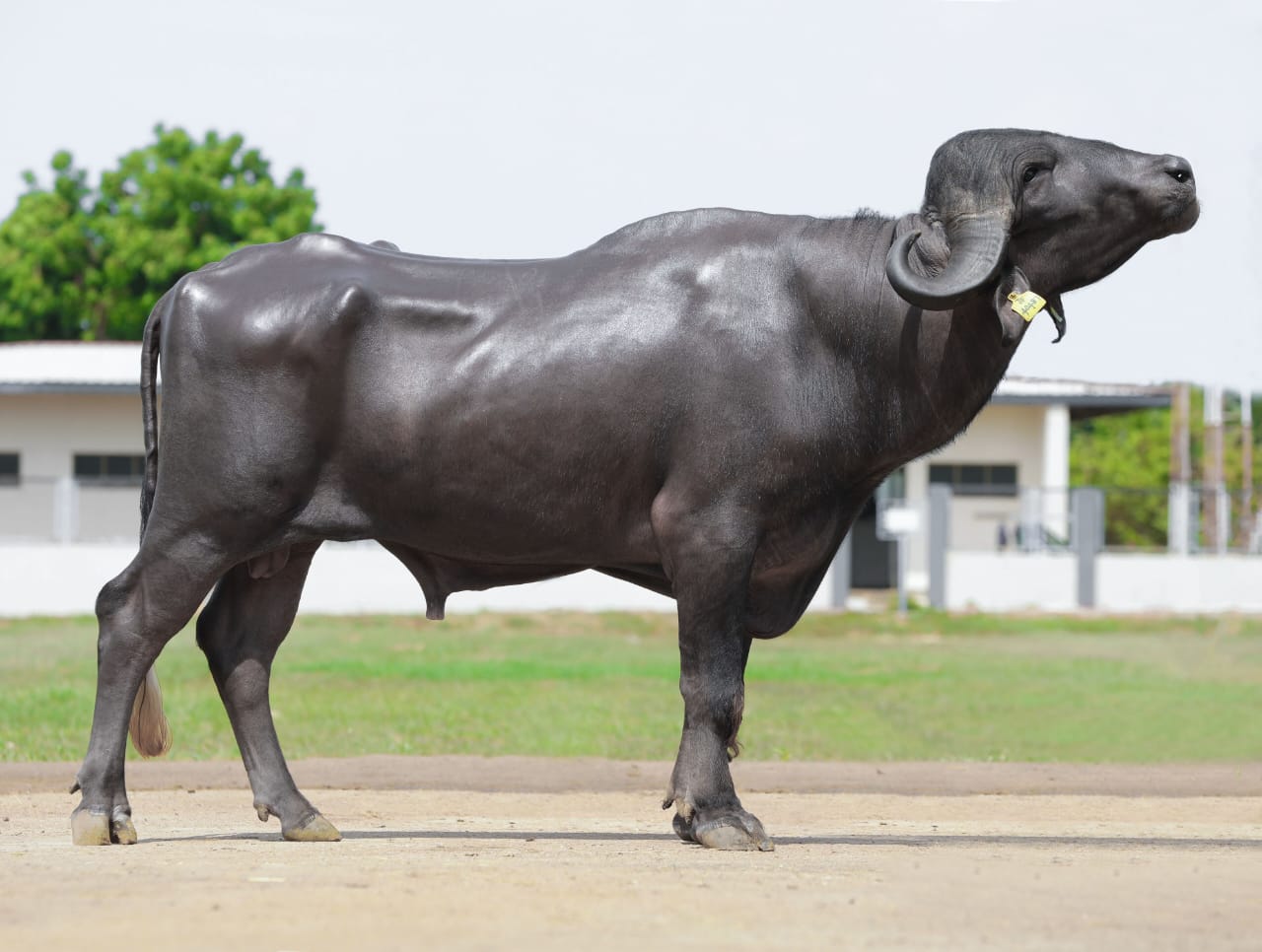 Bull