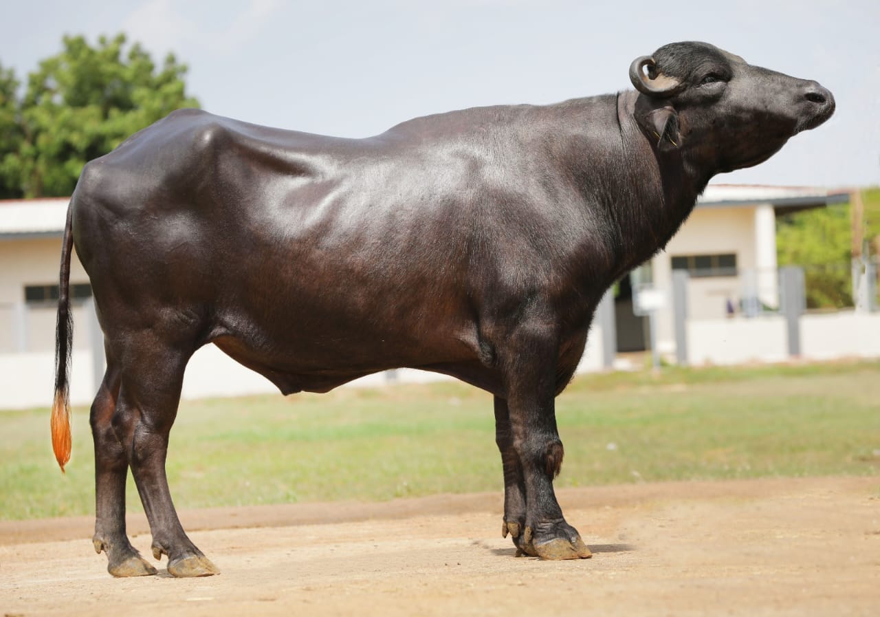 Bull