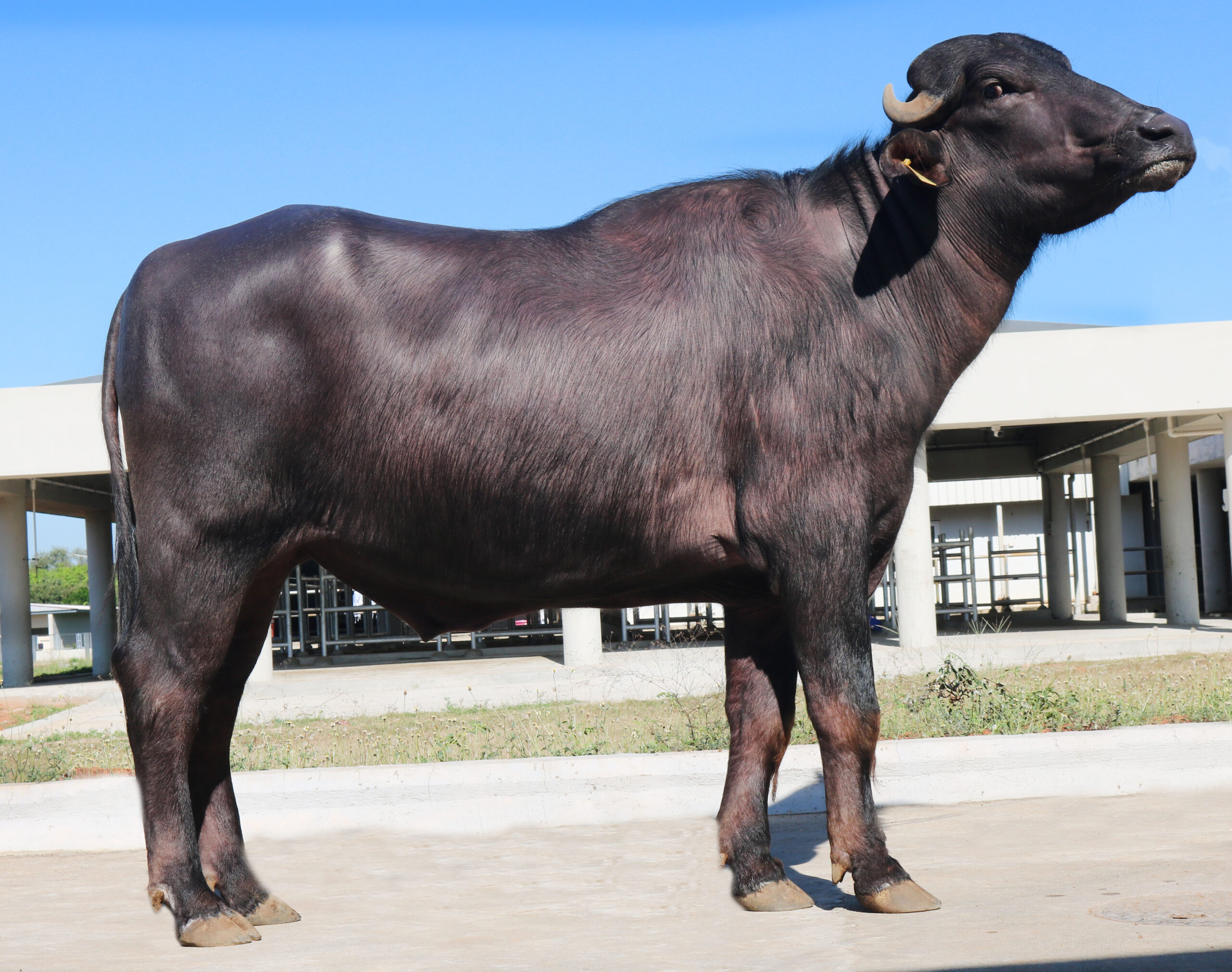 MR-40535
