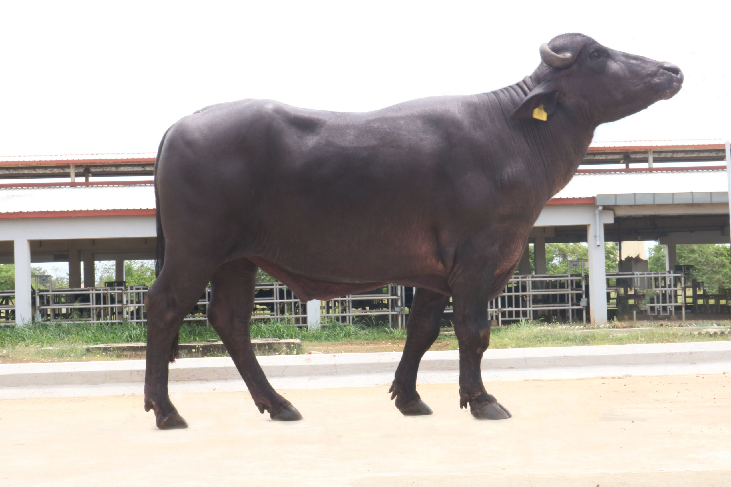 MR-40531