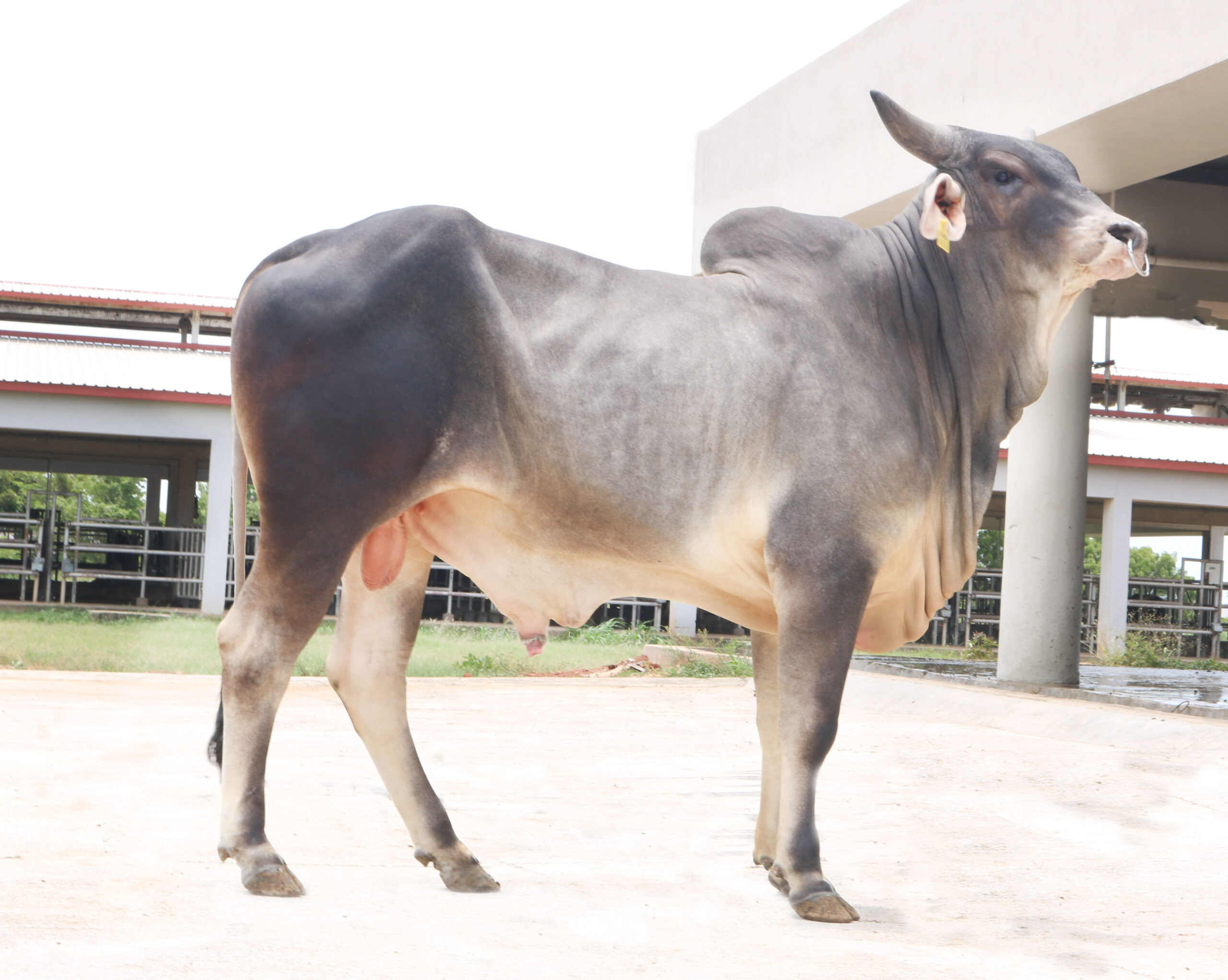 Bull